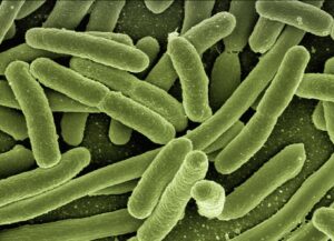 Legionella image